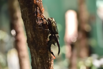 コーカサスオオカブト