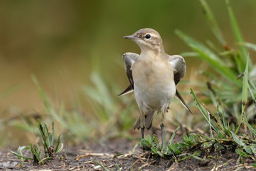 Portrait of a  yellow wagtail. Beautiful bird in its natural habitat. 