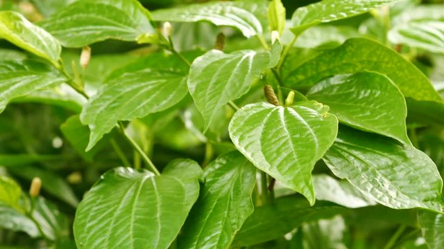Wildbetal Leafbush or piper sarmentosum Roxb. The herb has many features. Nourish the elements to cure indigestion. And help to expectorate.