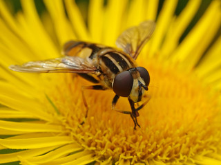 Large tiger hoverfly (Helophilus trivittatus)