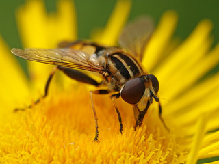 Large tiger hoverfly (Helophilus trivittatus)