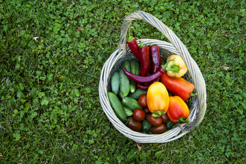  Vegetarian food, harvest, juicy vegetables, cucumbers, tomatoes, sweet pepper on green grass, in a basket.