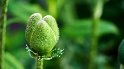 Bud of poppy flower. Summer in Siberia