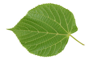 The reverse side of the green spring leaf is a linden tree