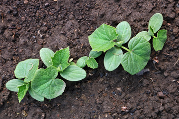 Young sprouts of cucumbers in the spring vegetable garden bed