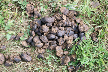 Naklejka na ściany i meble The excrement of a young healthy horse in texture is similar to pebbles and contains a lot of digested grass