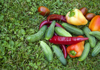 Fototapeta premium Vegetarian food, harvest, juicy vegetables, cucumbers, tomatoes, sweet pepper on green grass, in a basket.