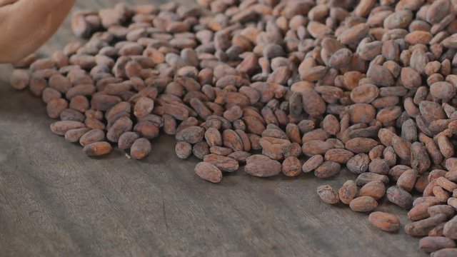 Selection of completed cocoa seeds must be dried before into sacks