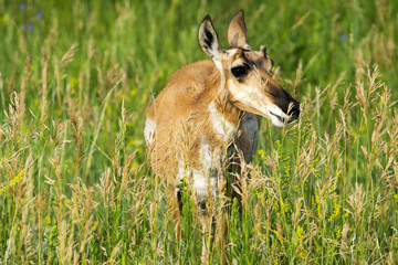 Pronghorn 