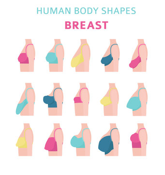 Human body shapes. Woman breast form set. Bra types