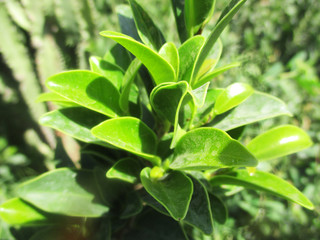 leaves, foliage and green nature