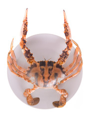 fresh crab on a plate isolated on white background