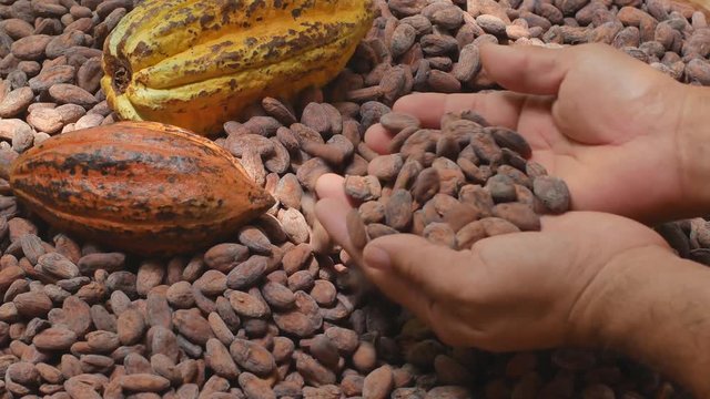 Selection of completed cocoa seeds must be dried before into sacks
