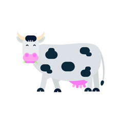 Black white spotted cow stand and chew with grass in its mouth flat style vector illustration isolated on white background. Symbol of the milk producing