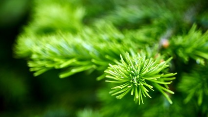 Young fir needles. Summer in Siberia. Tomsk. Russia.