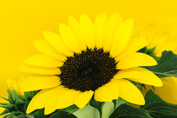 Sharp and clear view of yellow sunflower blossom in yellow background surface