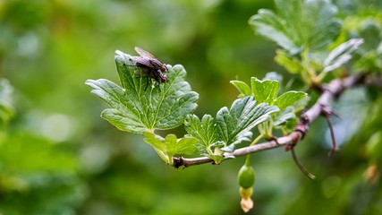 flies's love. Flies are mating. Spring. Siberia.