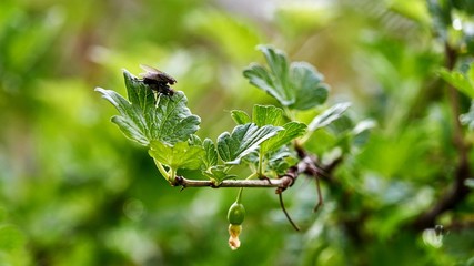 flies's love. Flies are mating. Spring. Siberia.