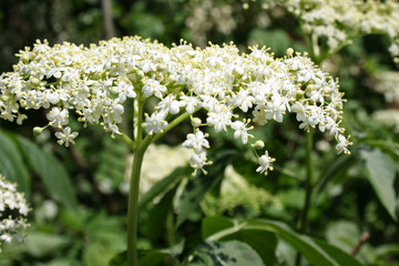 Kwiaty czarnego bzu © Monika