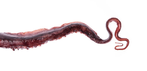 Octopus arm isolated on white background
