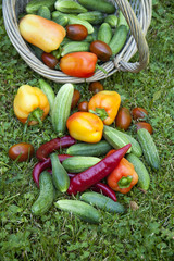  Vegetarian food, harvest, juicy vegetables, cucumbers, tomatoes, sweet pepper on green grass, in a basket.
