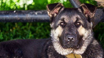 Brooding dog. Young dog. Spring Siberia Russia
