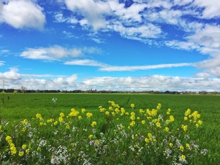 Obraz premium Flowers and Blue Sky