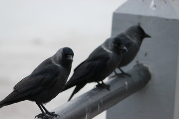 crows sitting on a bridge in winter, estonia