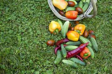  Vegetarian food, harvest, juicy vegetables, cucumbers, tomatoes, sweet pepper on green grass, in a basket.