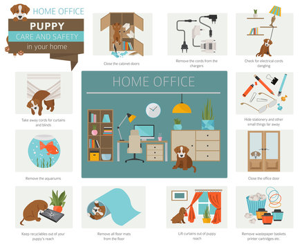 Puppy care and safety in your home. Home office. Pet dog training infographic design