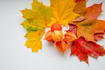 Frame of autumn yellow, orange and red maple leaves, Physalis isolated on white background, top view, flat layout. Creative pattern, autumn background. Branches of Chinese Lantern on a white