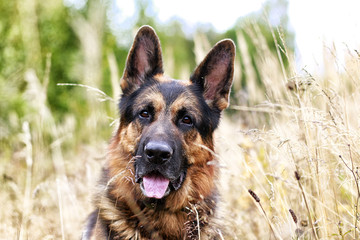 Dog German Shepherd in a field and yellow grass