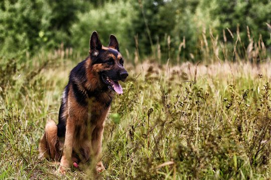Dog German Shepherd in a field and yellow grass