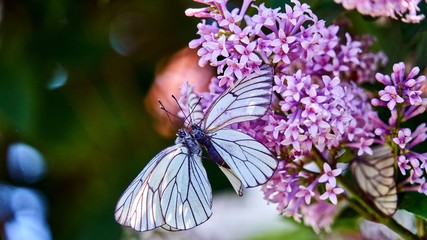 Butterflies are mating on a flower. Summer.