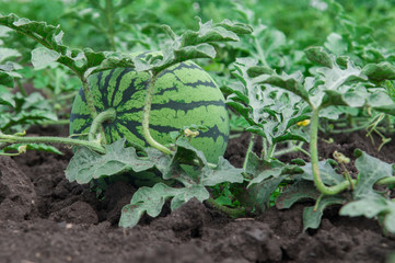 Watermelons growing field
