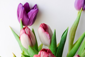 Pink and lilac tulips in a brown clay jug. On white background, isolated