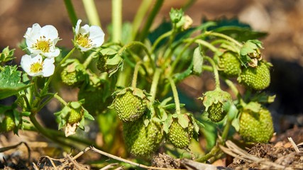 Strawberry is growing. Summer in Siberia Tomsk