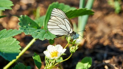 White butterfly on a flower. Summer. Siberia.