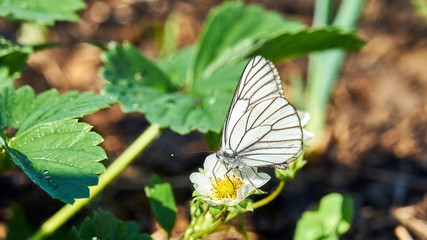 White butterfly on a flower. Summer. Siberia.