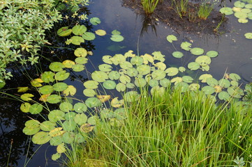 尾瀬　池塘のヒツジグサ