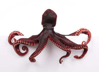 Octopus wiggling isolated on white background © cloud7days