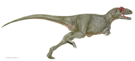 アロサウルス・フラジリス。ジュラ紀後期~白亜紀前期　奇妙なトカゲの異名。頭部眼窩の前の突起が特徴。様々な個体変異がある。尾が長く集団で大型の竜脚類にも攻撃を加えた。近年体長が異様に大きい個体の化石が発見されている。疾走している態勢を描いたイラスト画像。