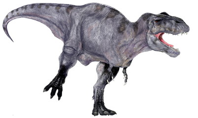 ティラノサウス・レックス。白亜紀の肉食恐竜、再現骨格に肉付けする手法で描いたイラスト画像です。 　　　　　ID : 215220394画像の口を開けている画像になっています。
