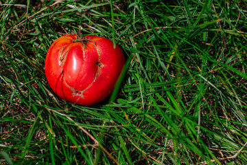 Funny tomato lay in grass - Healthy food concept 