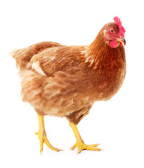 Brown hen isolated.