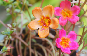 colorful Common Purslane spring nature flower background