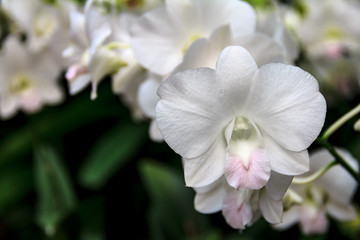 Delicate white and pink orchid