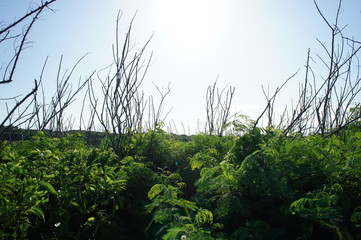 宮古島市　池間島の風景