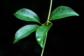 Green leaves  in dark nature background