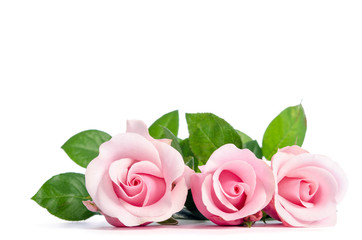 three pink rose lying on white background
